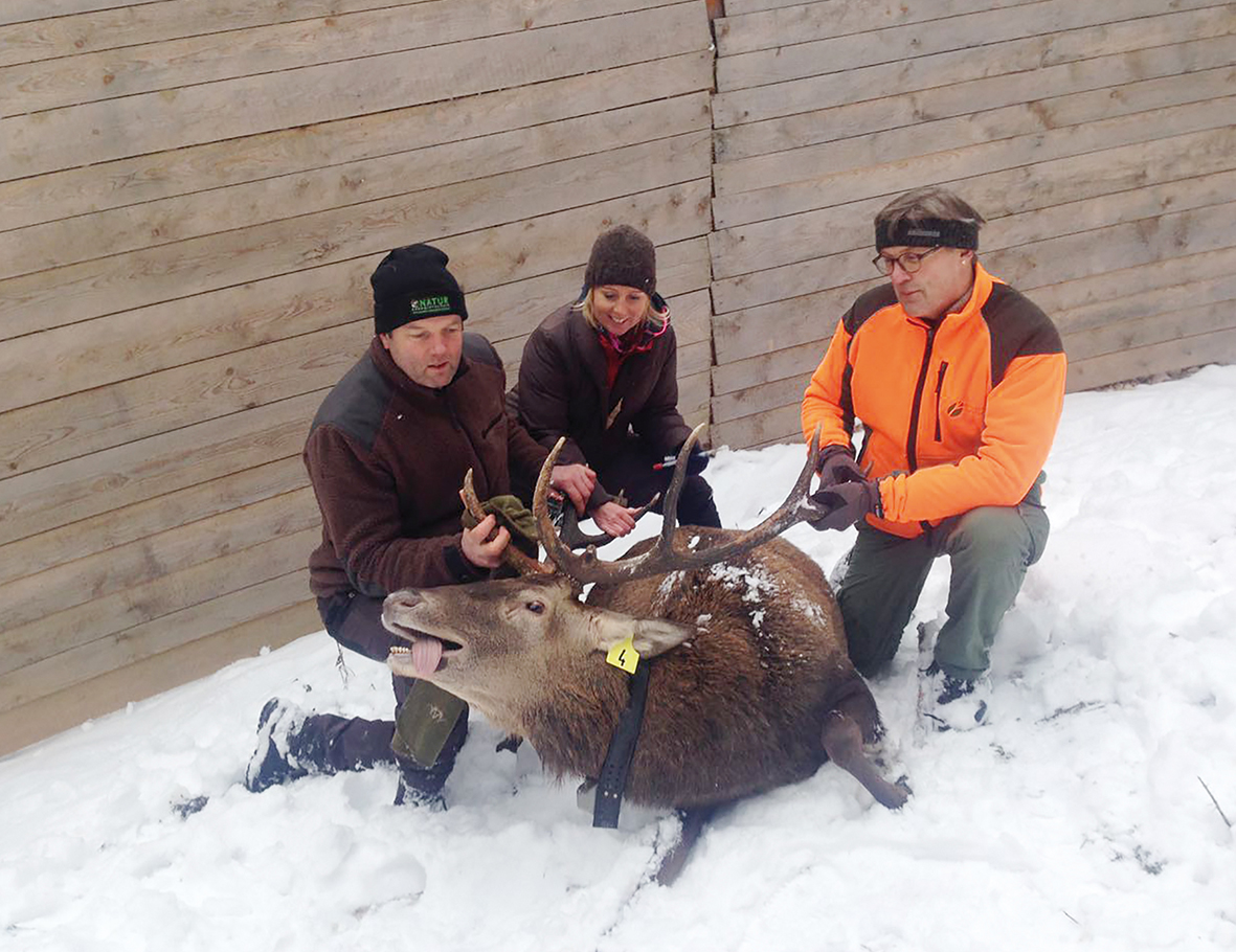 Wildtierschutz Rothirsche Bayern