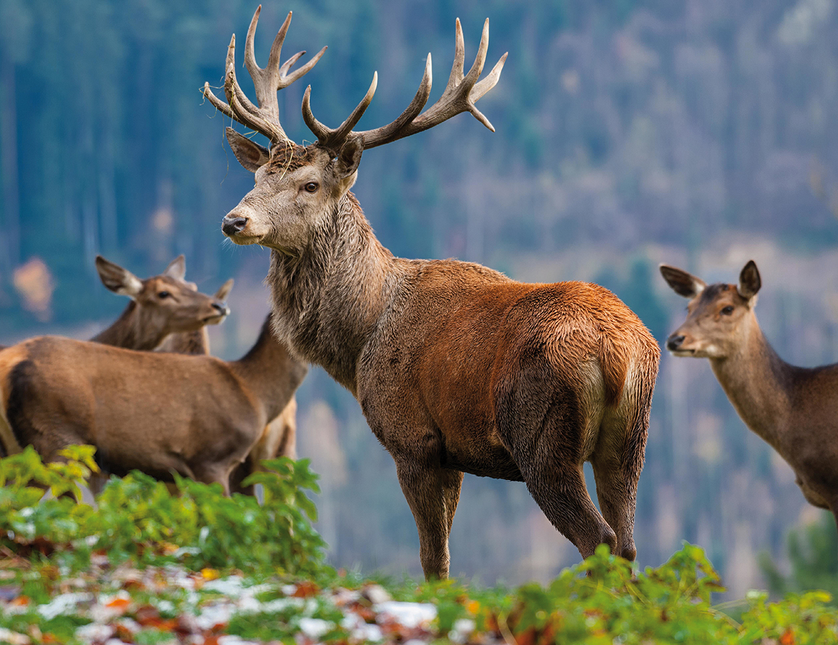 Wildtierschutz Rothirsche Bayern