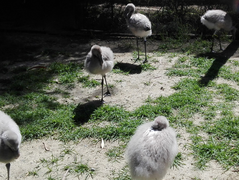 Akademie für Zoo- und Wildtierschutz 2017 in Bolivien