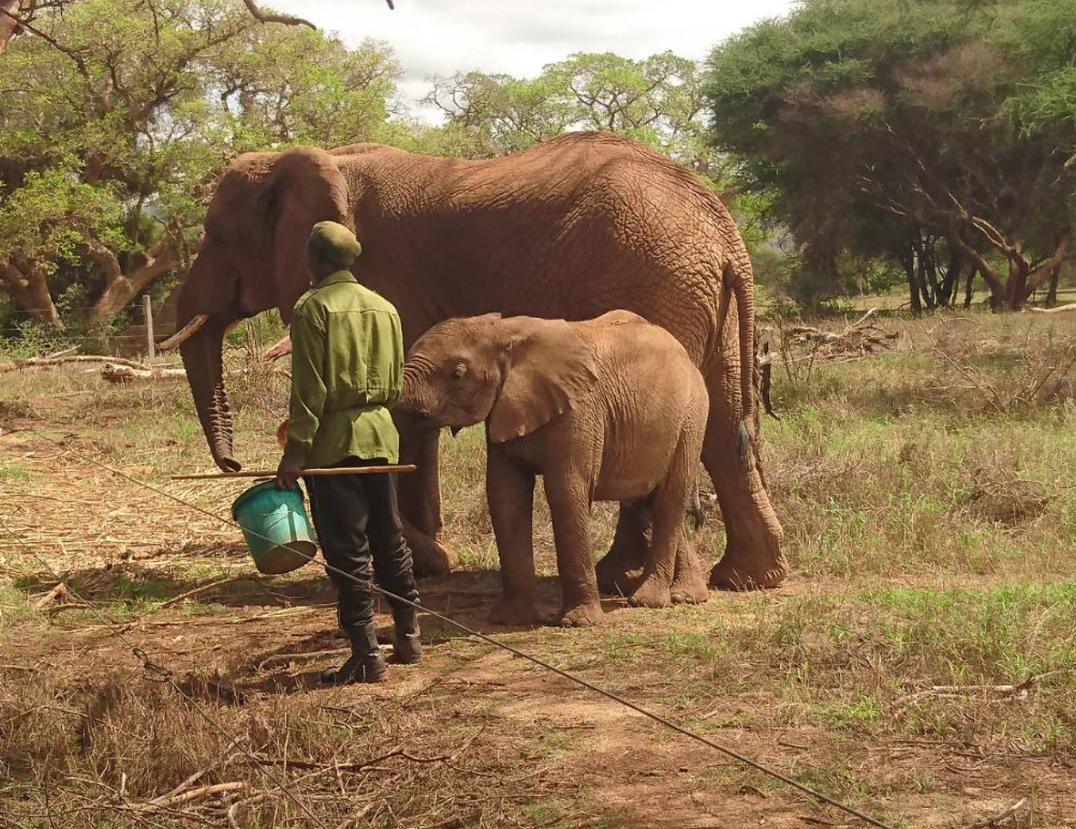 Akademie für Zoo- und Wildtierschutz hilft Elefantenbabys