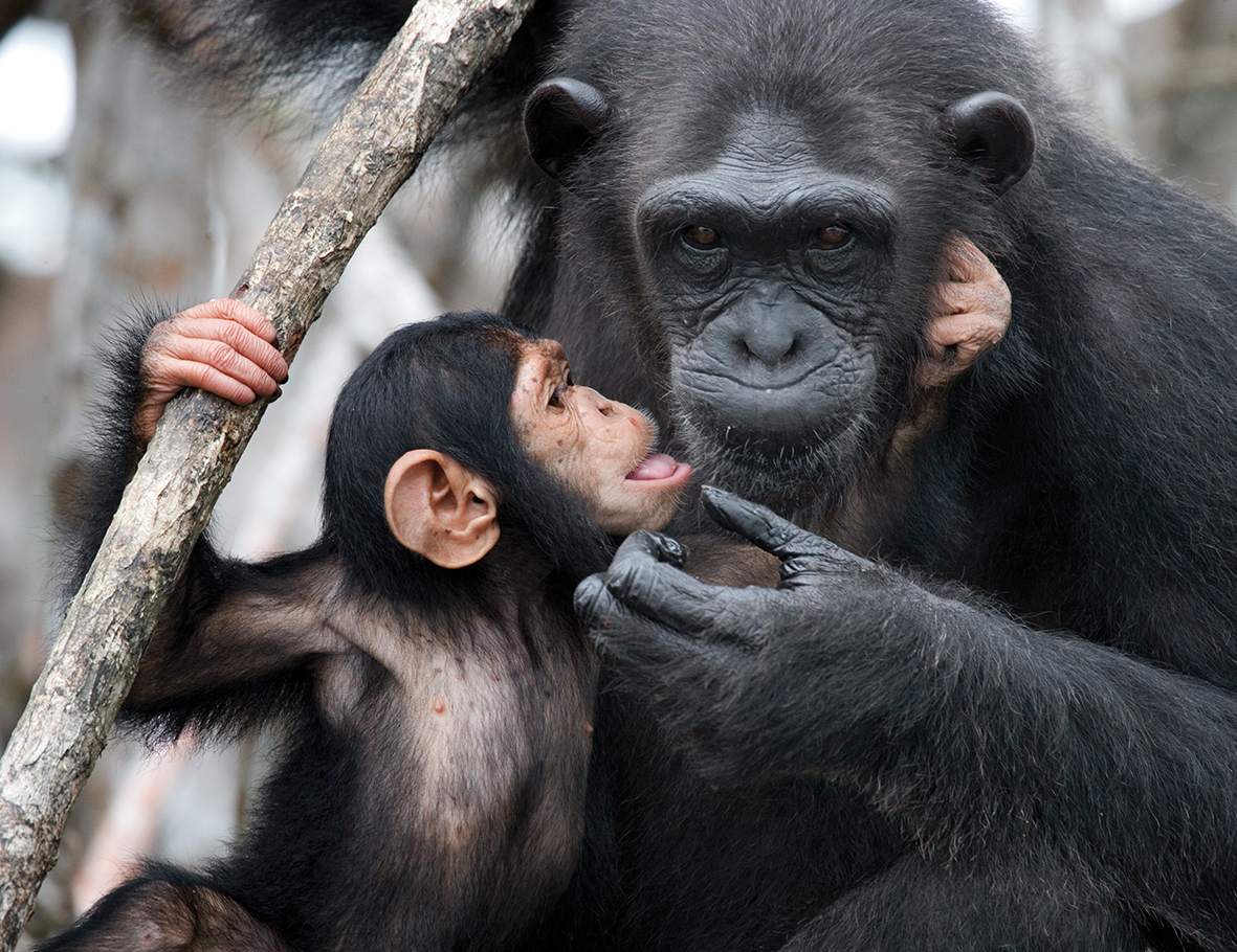 AZWS an der Elfenbeinküste - Schimpansen