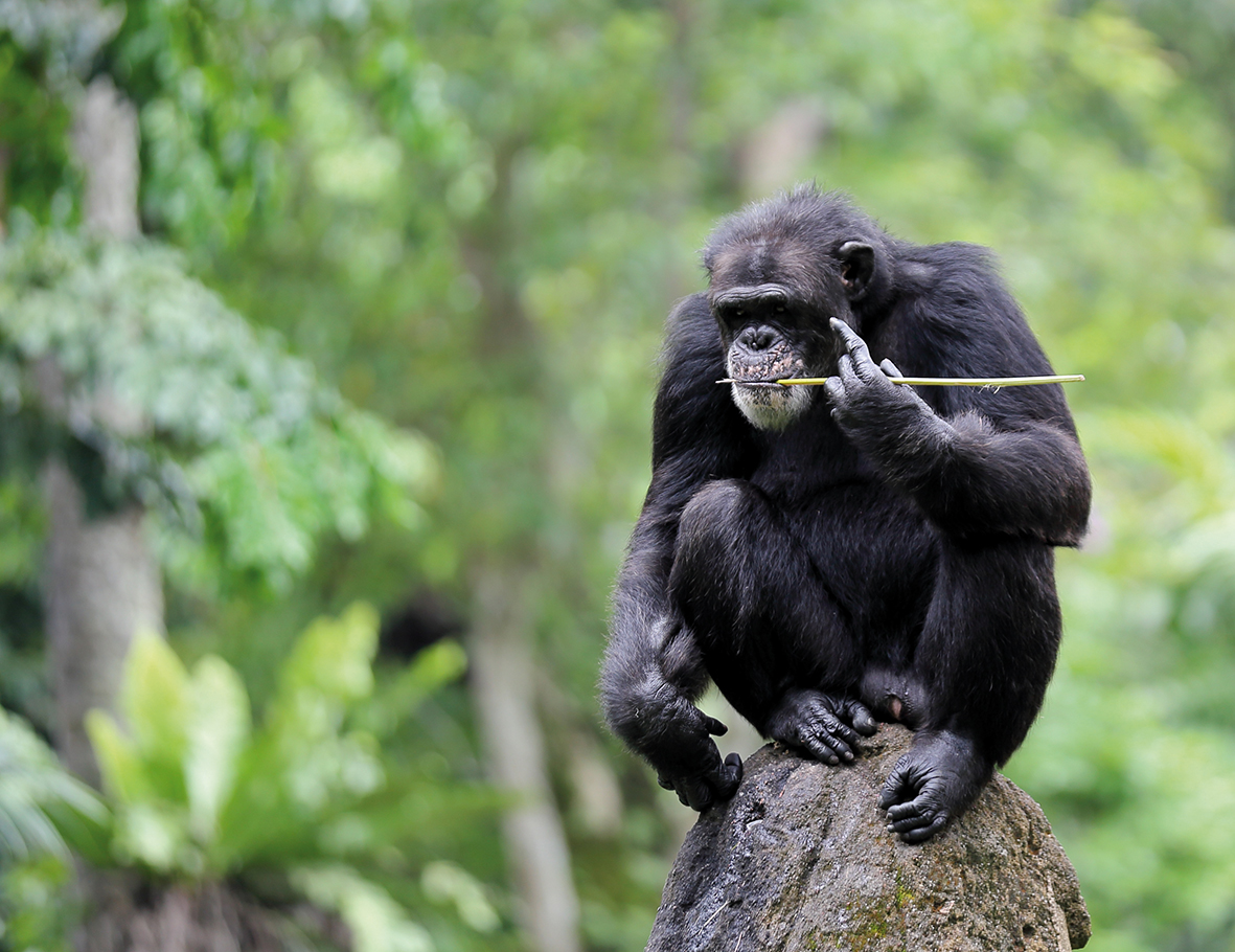 AZWS an der Elfenbeinküste - Schimpansen