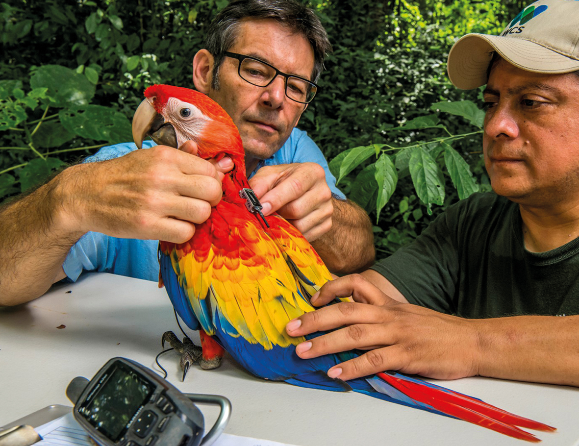 Macaw With ICARUS Tag Sergio Izquierdo Max Planck