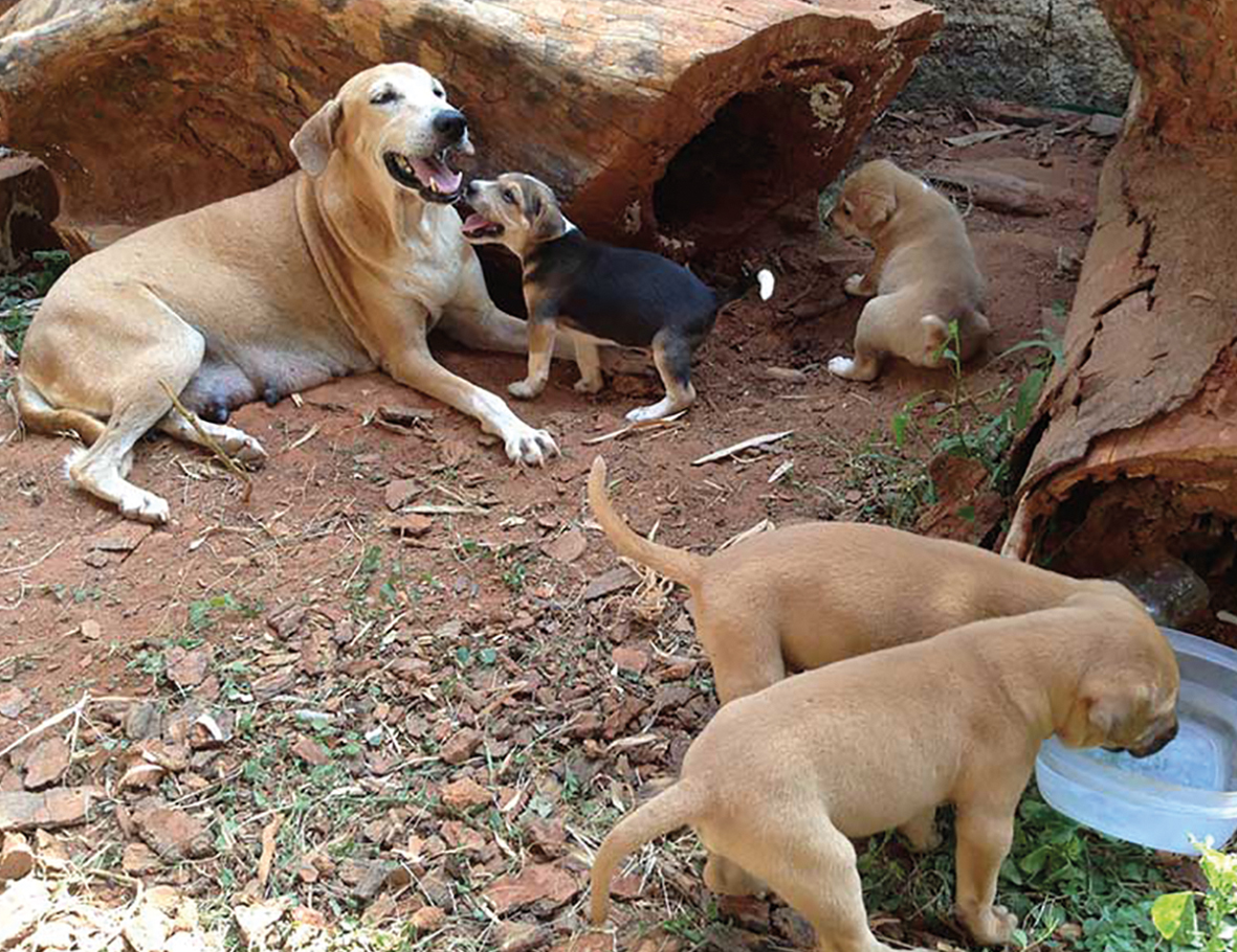 AZWS hilft Straßenhunde in Indien