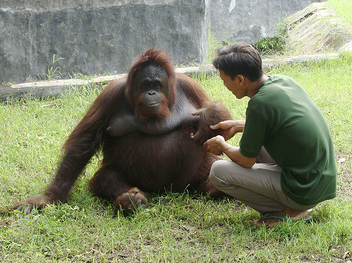 Zootier-Hilfe in Indonesien