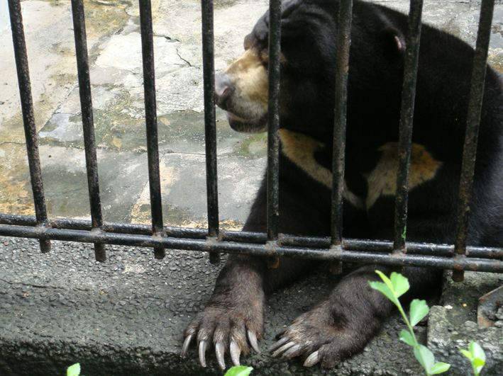 Zootier-Hilfe in Indonesien