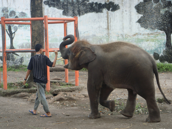 Zootier-Hilfe in Indonesien