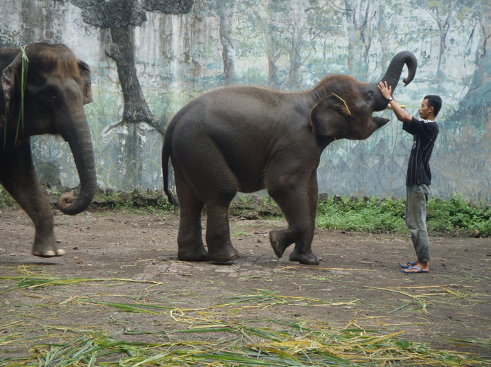 Zootier-Hilfe in Indonesien