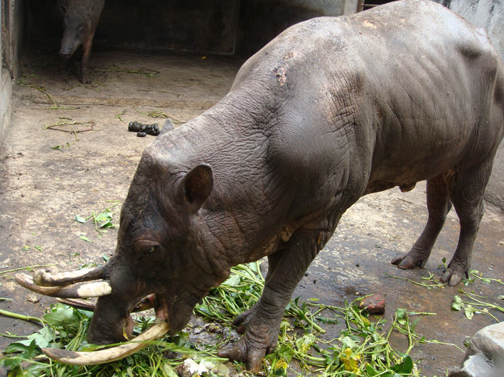Zootier-Hilfe in Indonesien