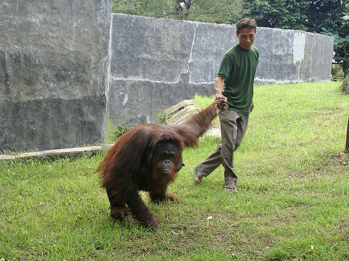 Zootier-Hilfe in Indonesien