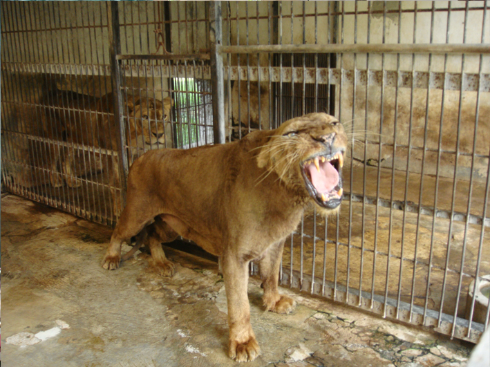 Zootier-Hilfe in Indonesien