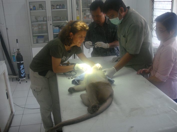 Zootier-Hilfe in Indonesien - Dr. Julia Gräfin Maltzan