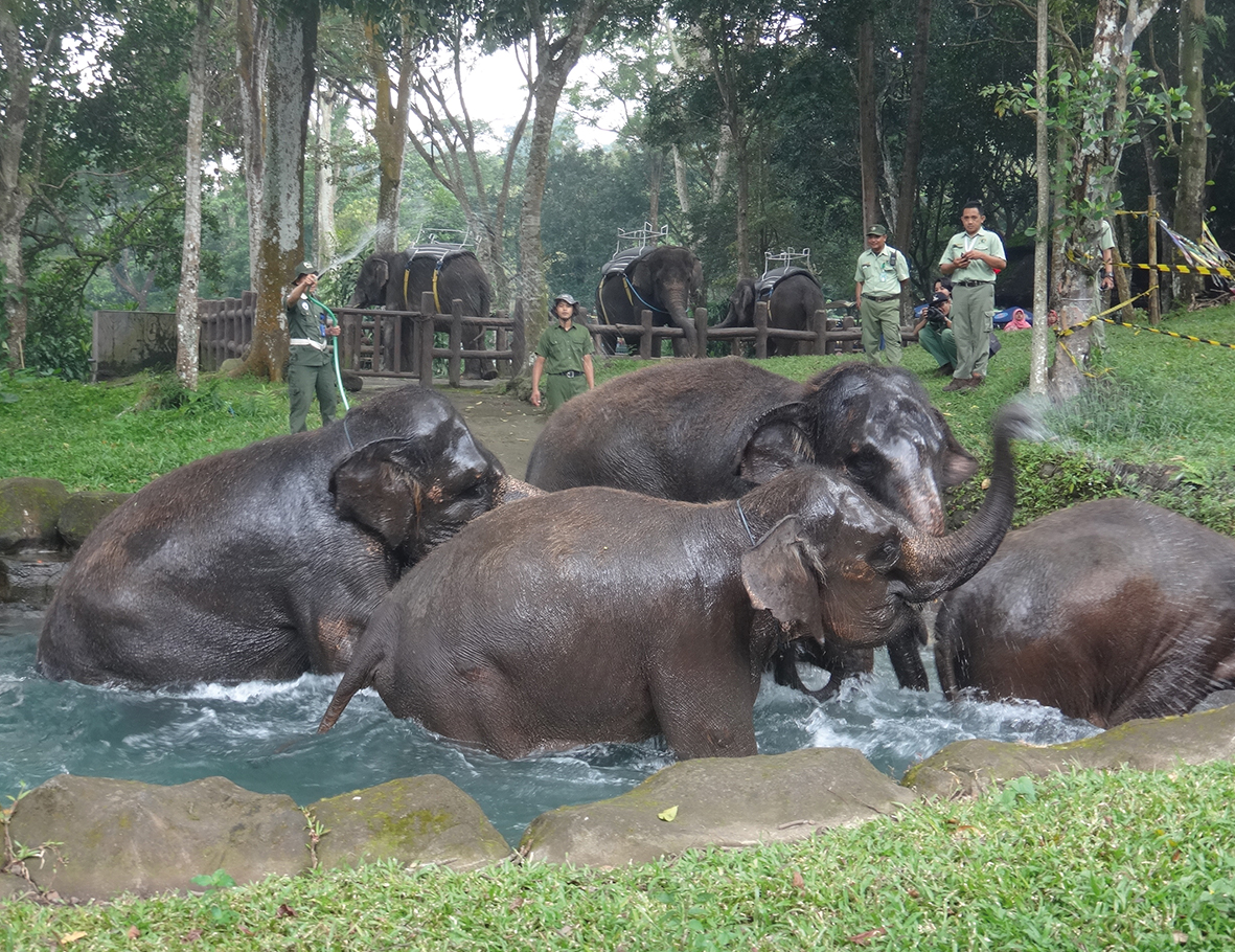 Zootier-Hilfe in Indonesien