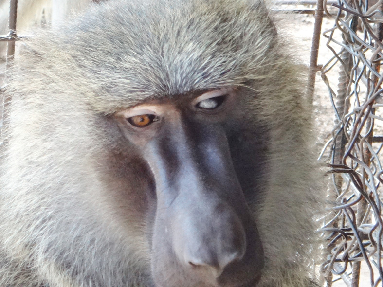 AZWS Wildtierschutz in Kamerun 2017