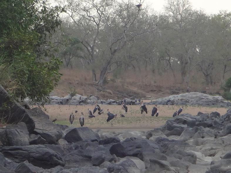 AZWS Wildtierschutz in Kamerun 2017