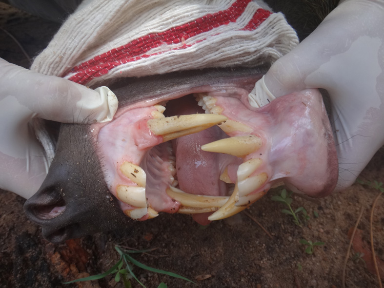 AZWS Wildtierschutz in Kamerun 2017