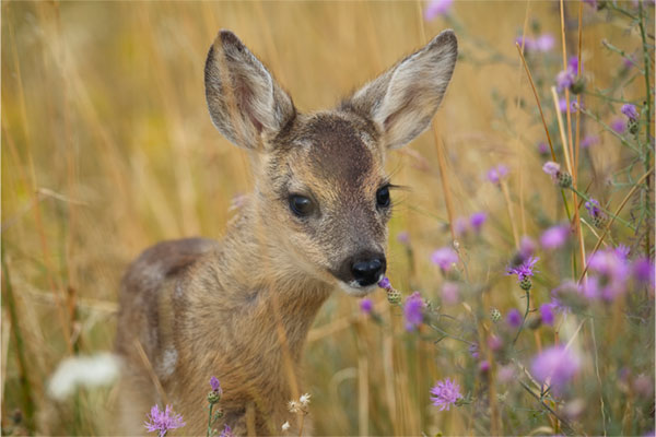 Rehkitz in der Wiese