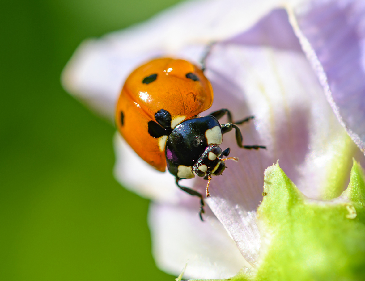 Ladybirds
