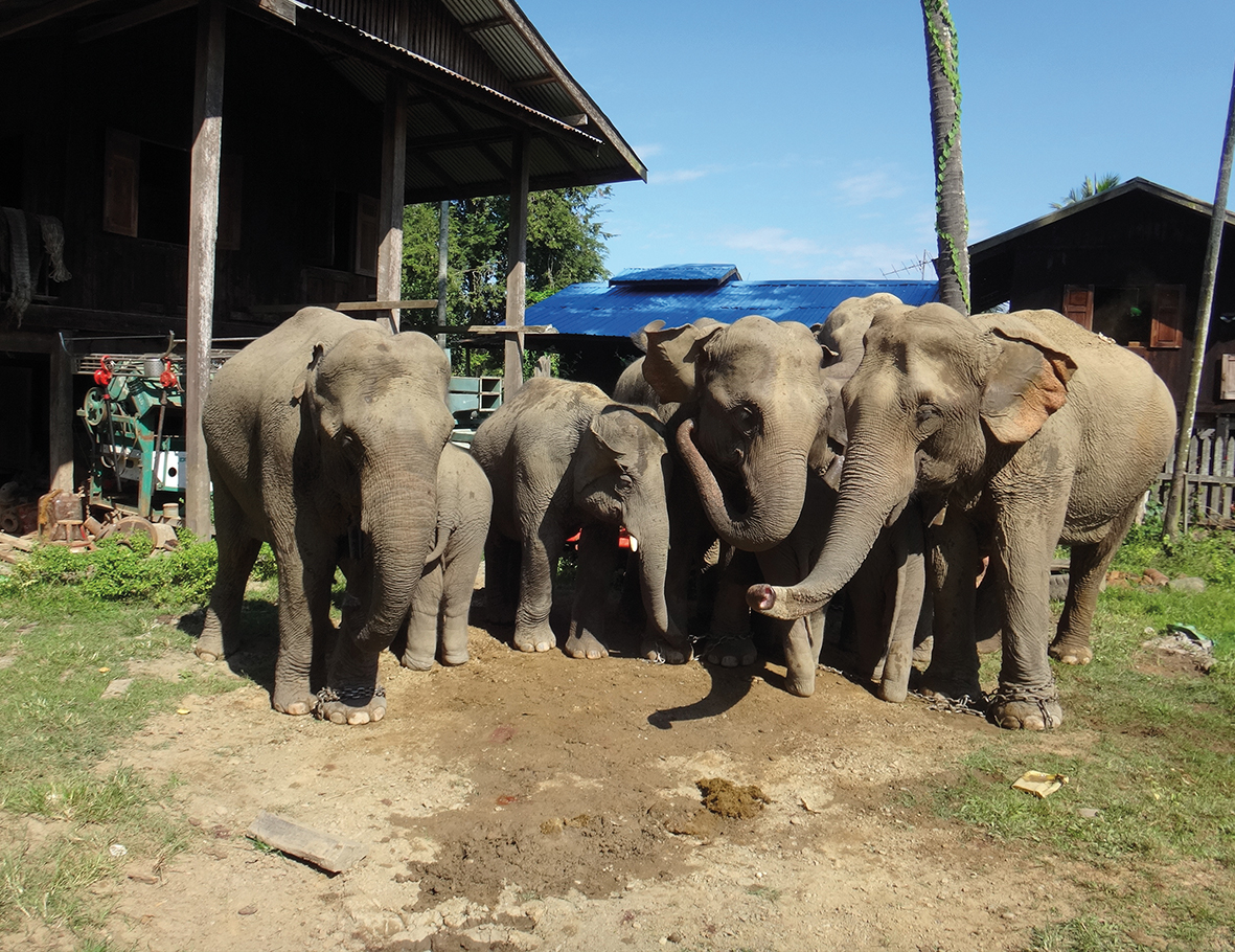 AZWS Elefanten-Hilfe Myanmar 2017