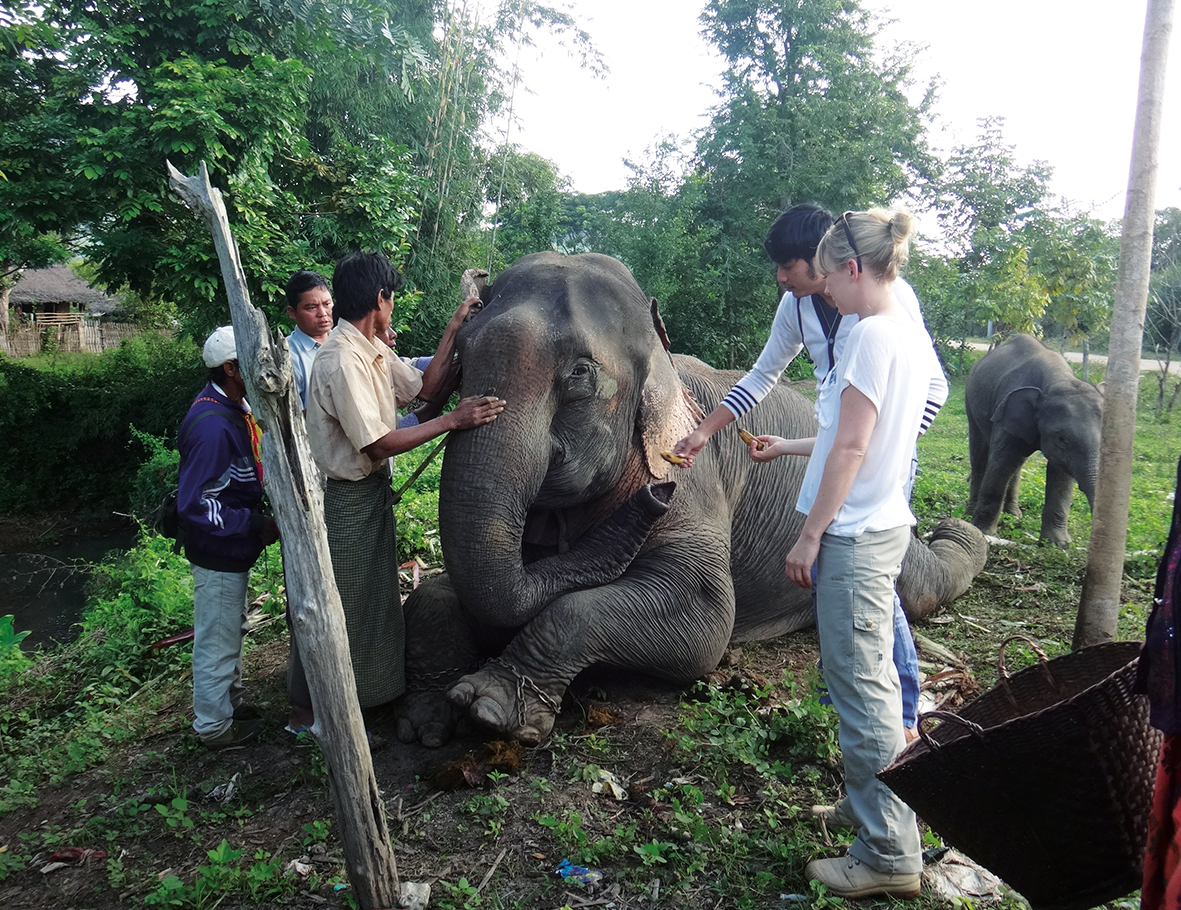 AZWS Elefanten-Hilfe Myanmar 2017