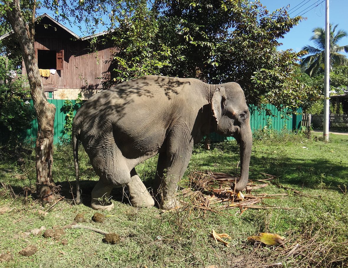 AZWS Elefanten-Hilfe Myanmar 2017