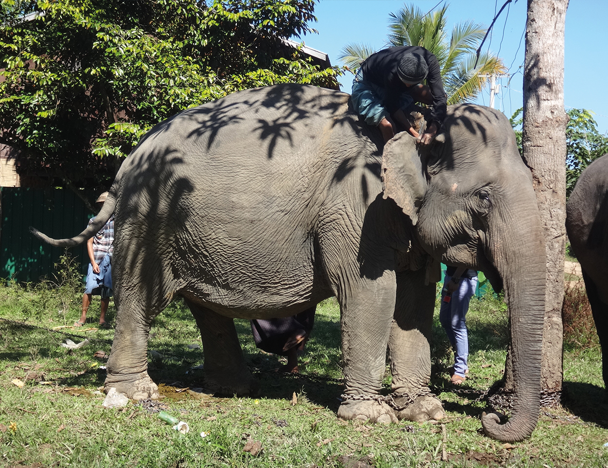 AZWS Elefanten-Hilfe Myanmar 2017