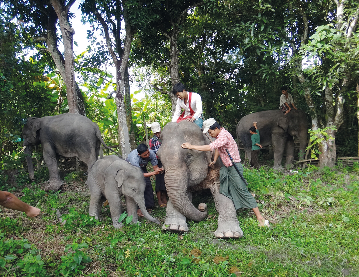 AZWS Elefanten-Hilfe Myanmar 2017