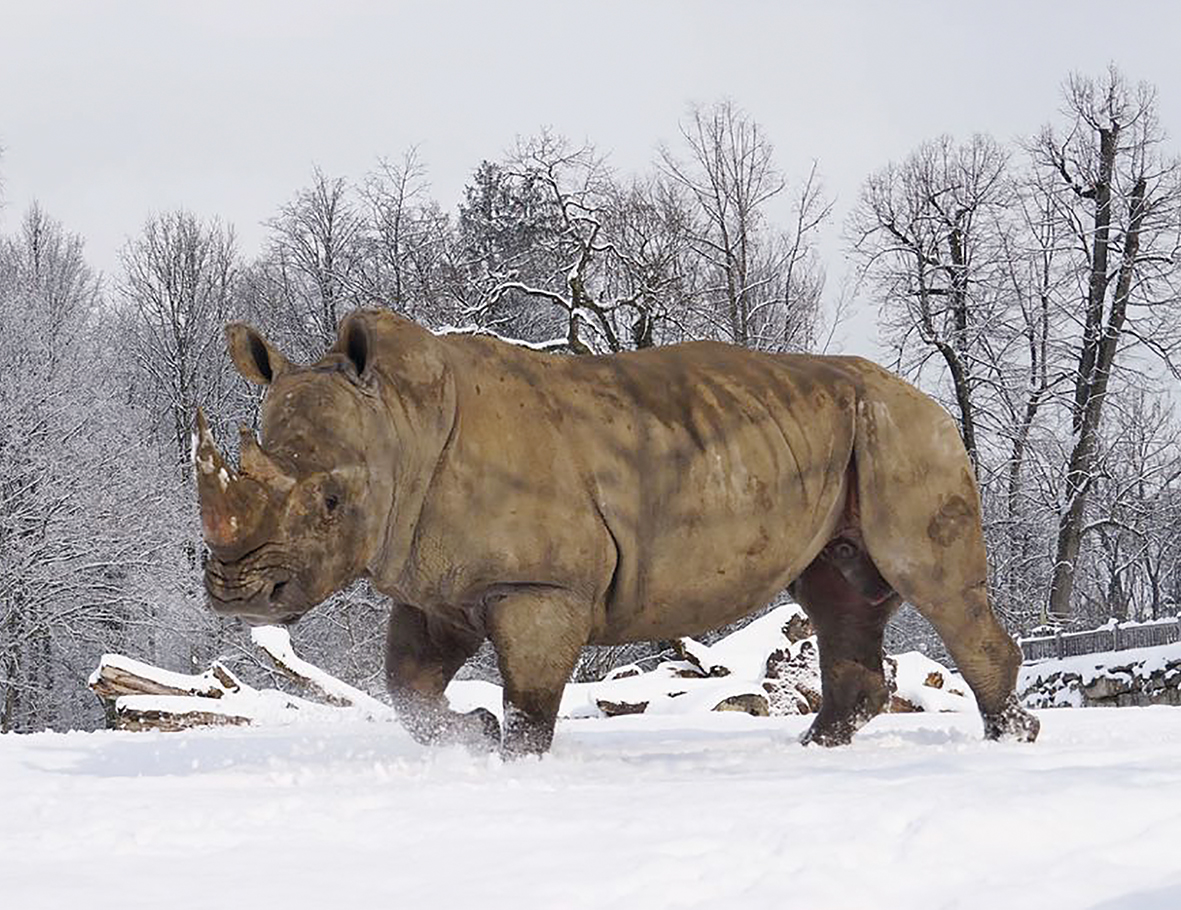 Zootierhilfe Nashorn Zoo Salzburg