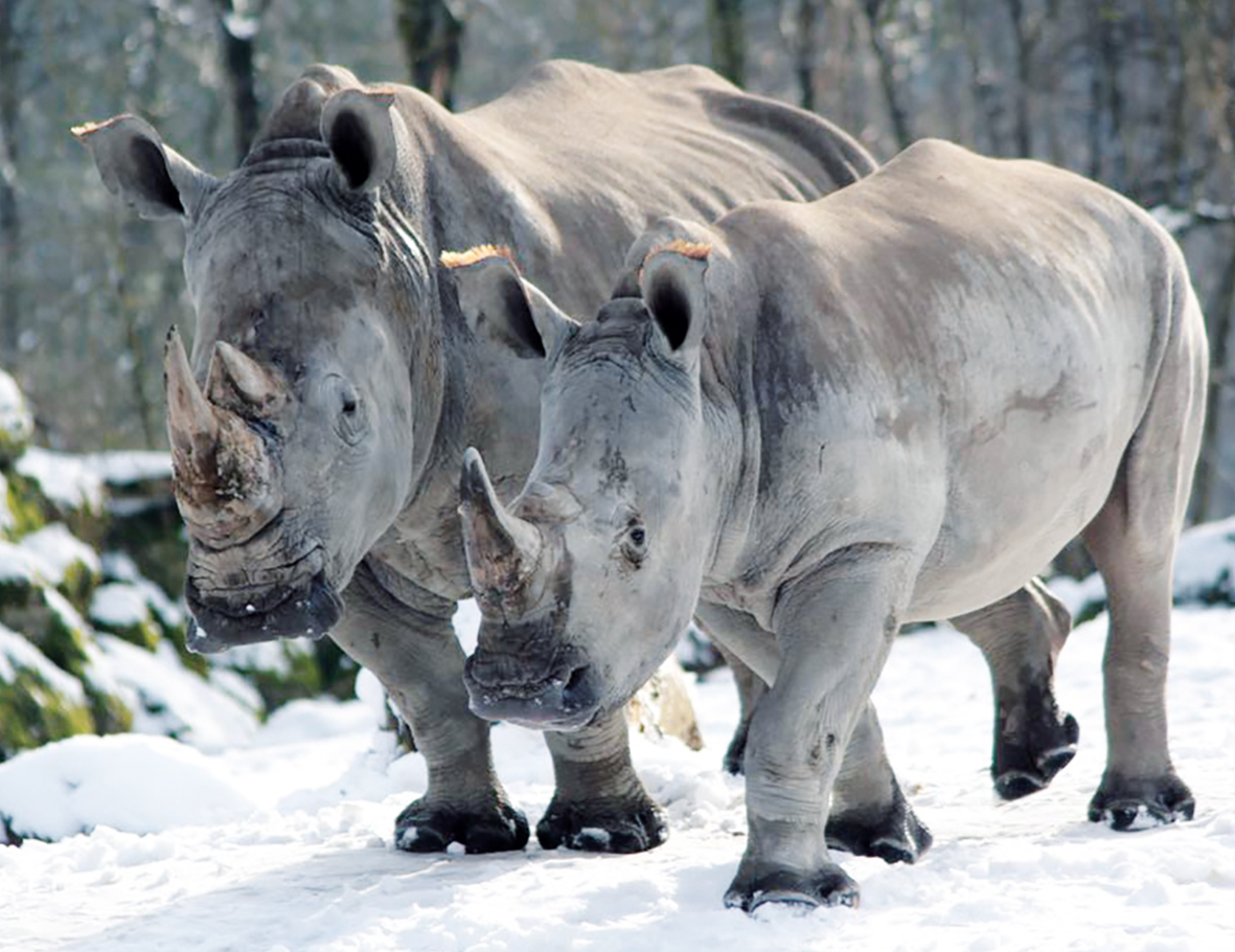 Zootierhilfe Nashorn Zoo Salzburg