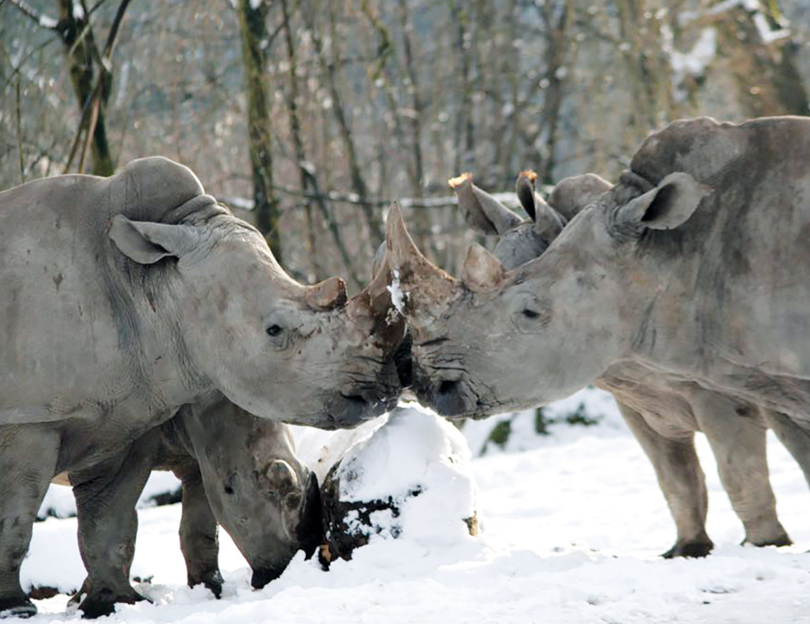 Zootierhilfe Nashorn Zoo Salzburg