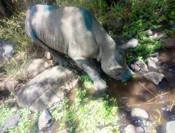 Nashorn am Fluss