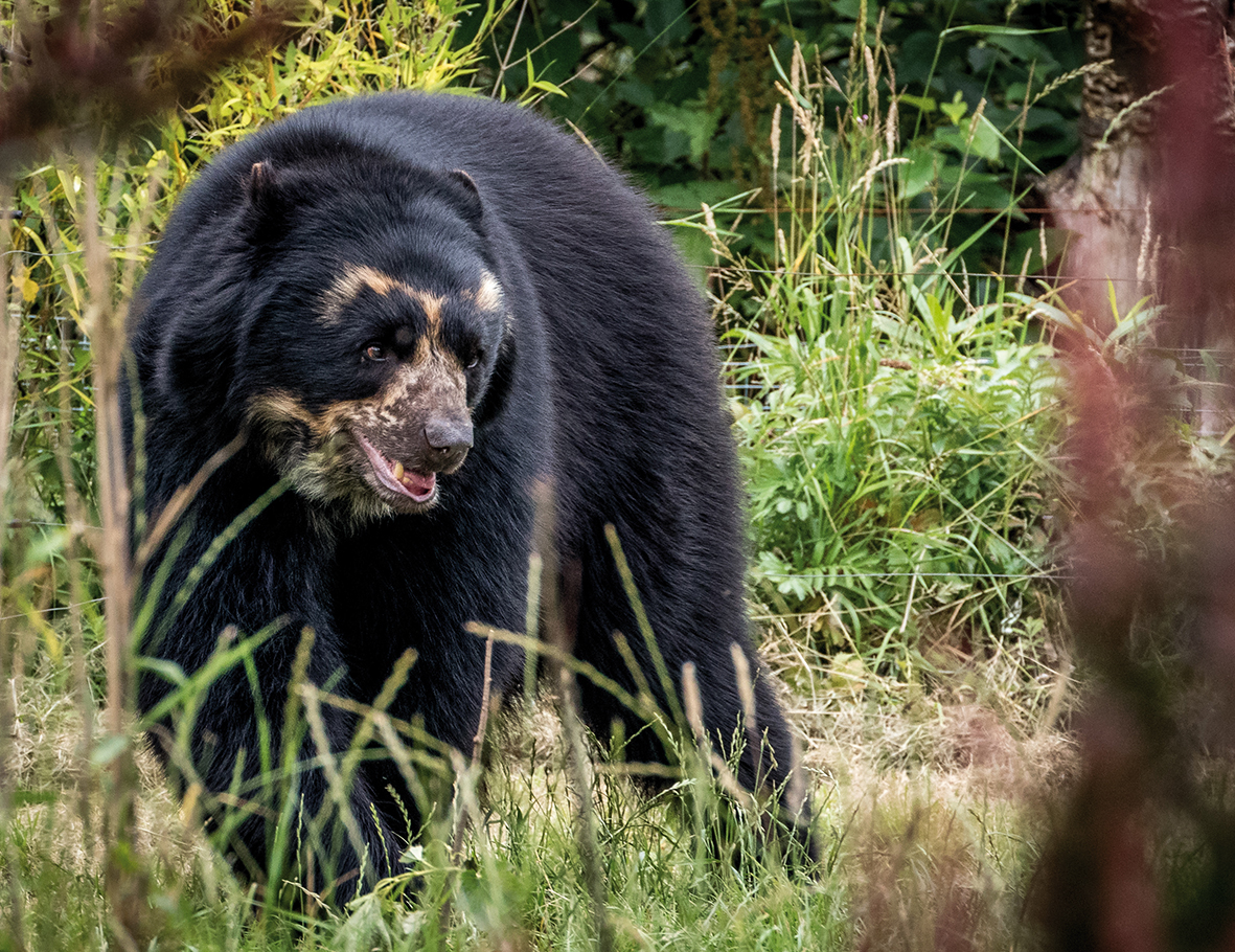 AZWS Wildtierhilfe Peru 2018