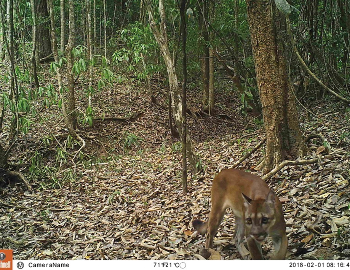 AZWS Wildtierhilfe Peru 2018