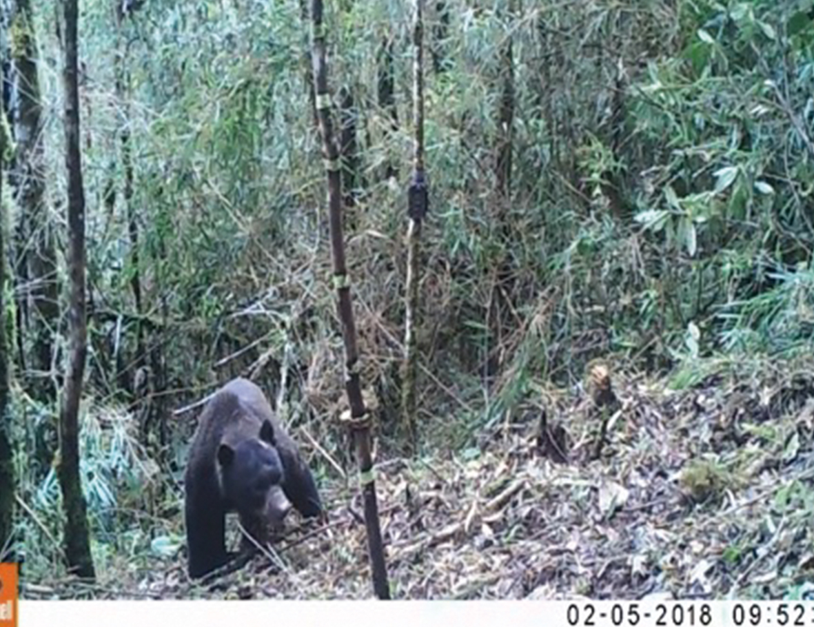 AZWS Wildtierhilfe Peru 2018