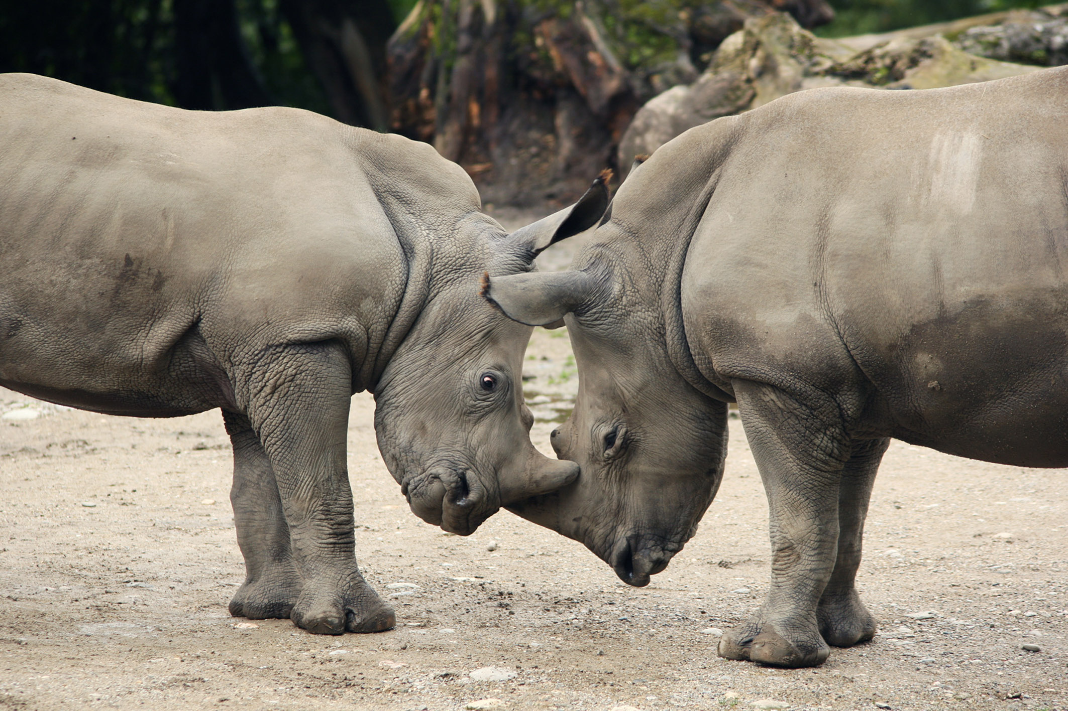 Nashorn Amadou Tayo ZooSBG 2