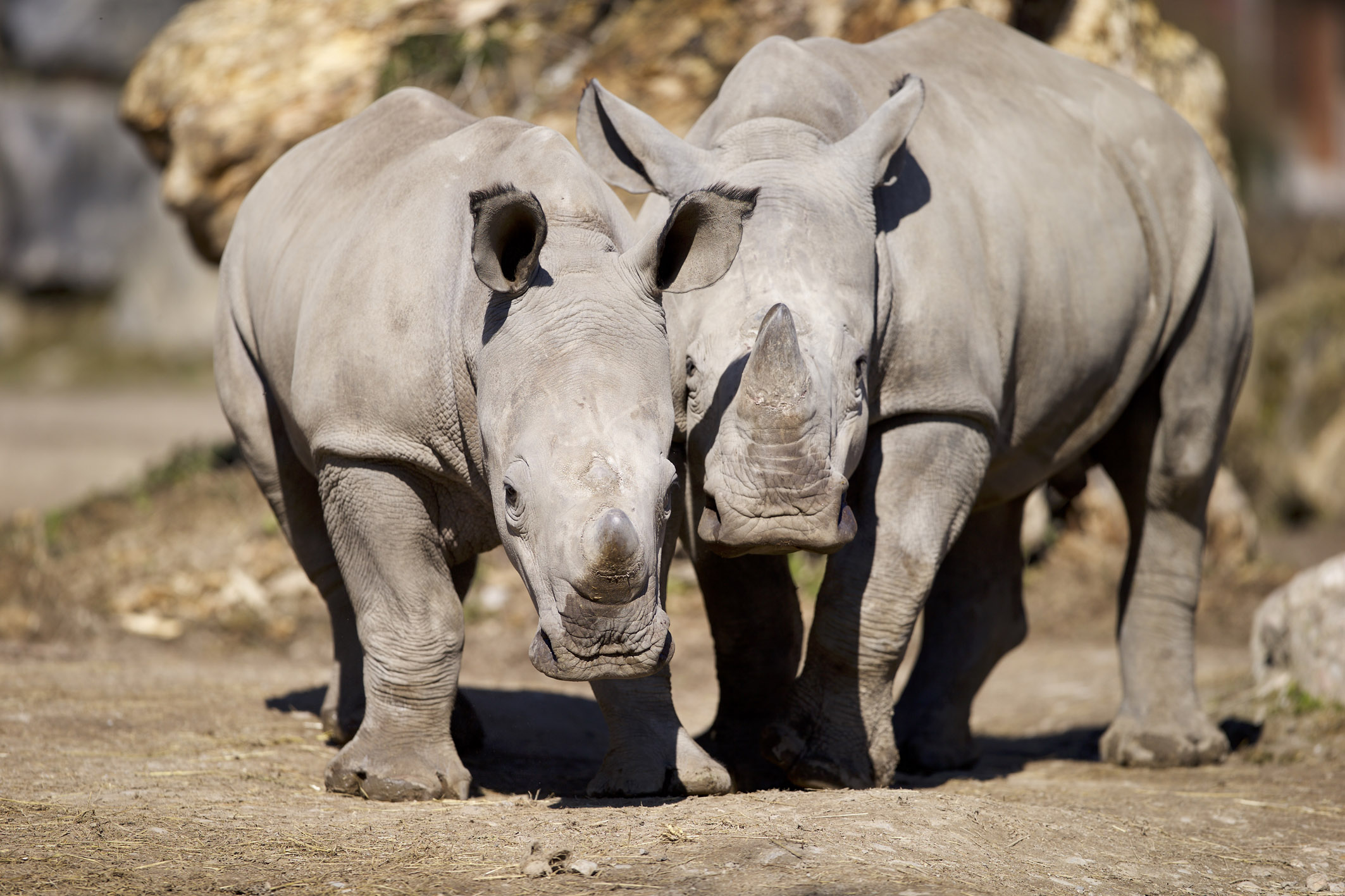 Nashorn ZooSBG Thomas Bluemel 1