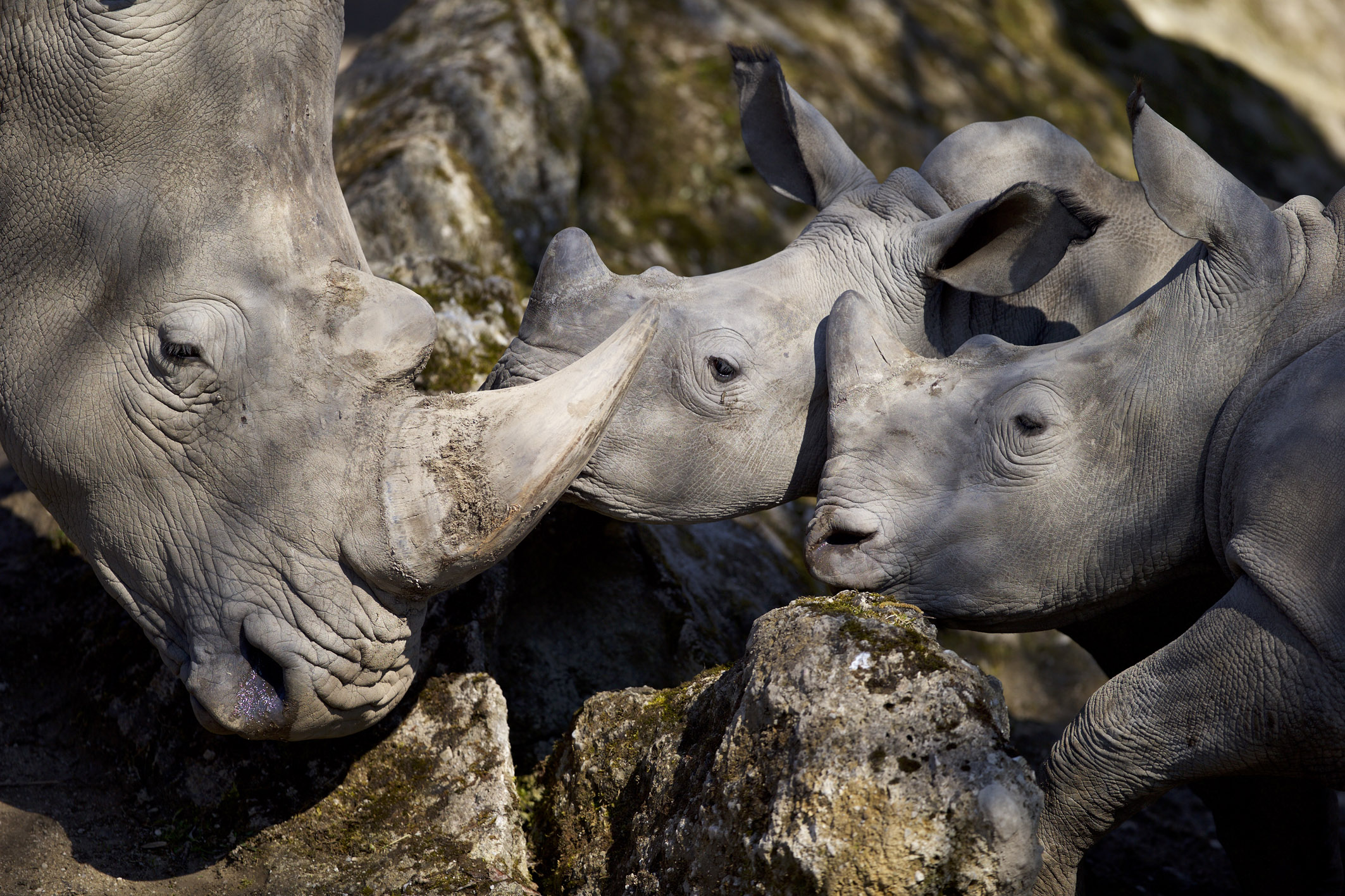 Nashorn ZooSBG Thomas Bluemel 2