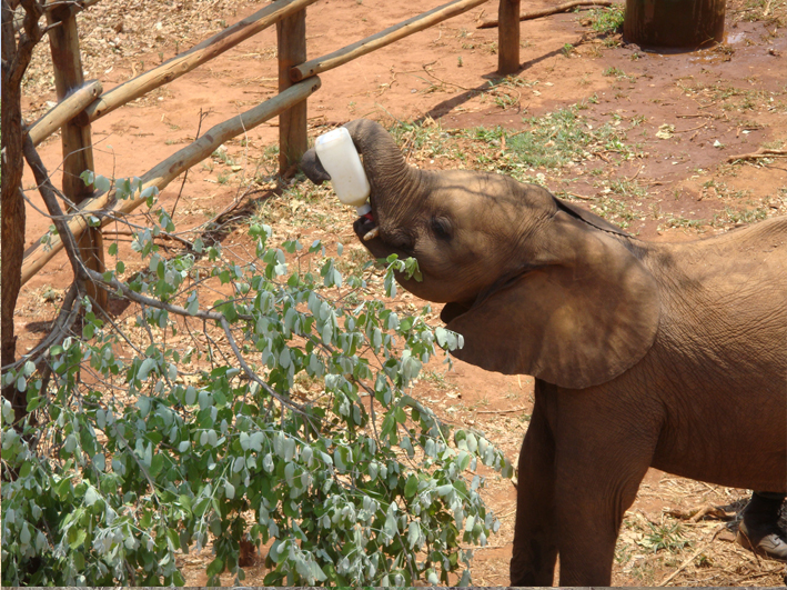 AZWS Elefantenhilfe Sambia 2014