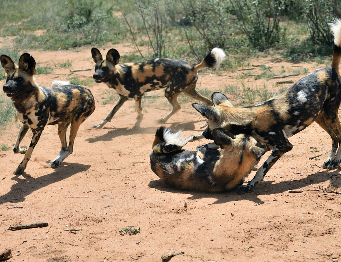 Afrikanischer Wildhund