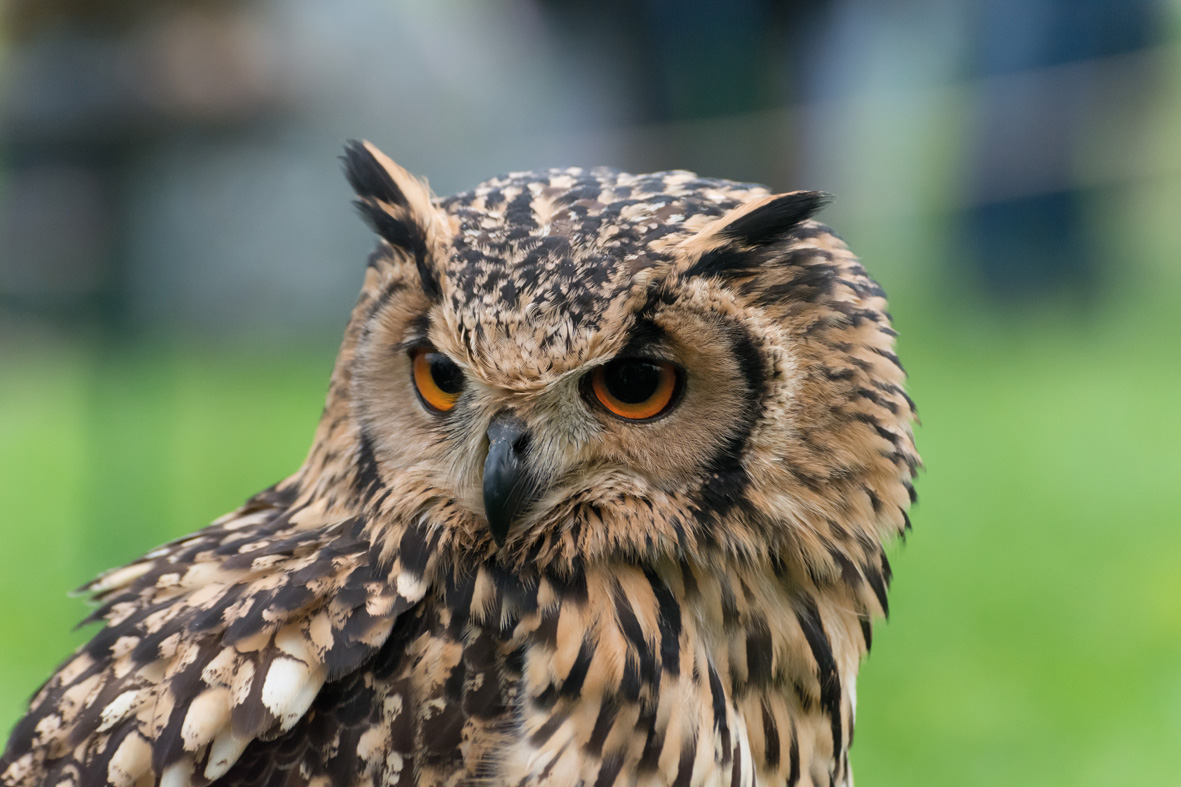 Wildtierstation Bayern und Rumänien