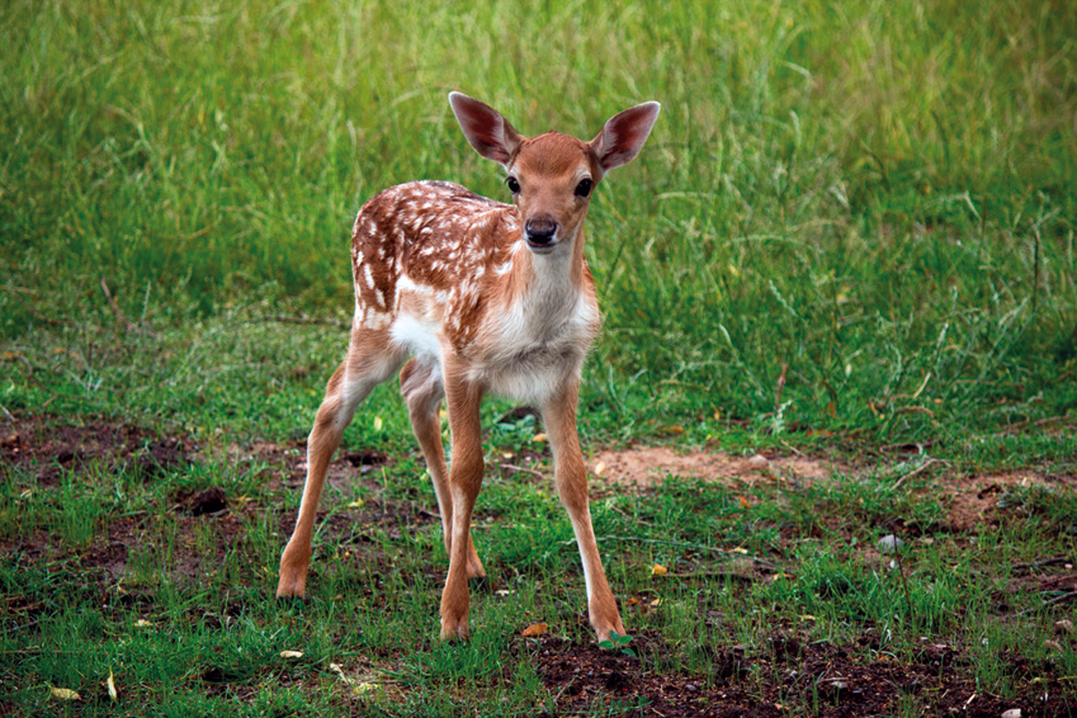 Wildtierstation Bayern und Rumänien