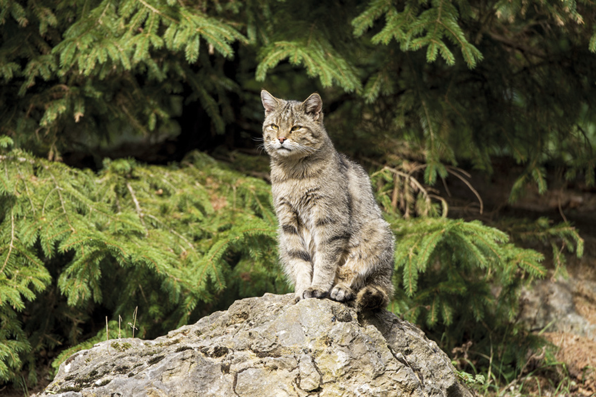 Wildtierstation Bayern und Rumänien