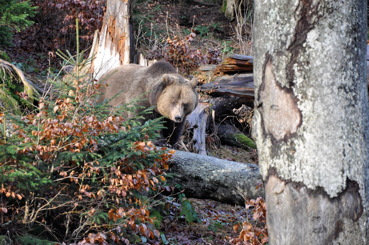 Wildtierstation Bayern und Rumänien