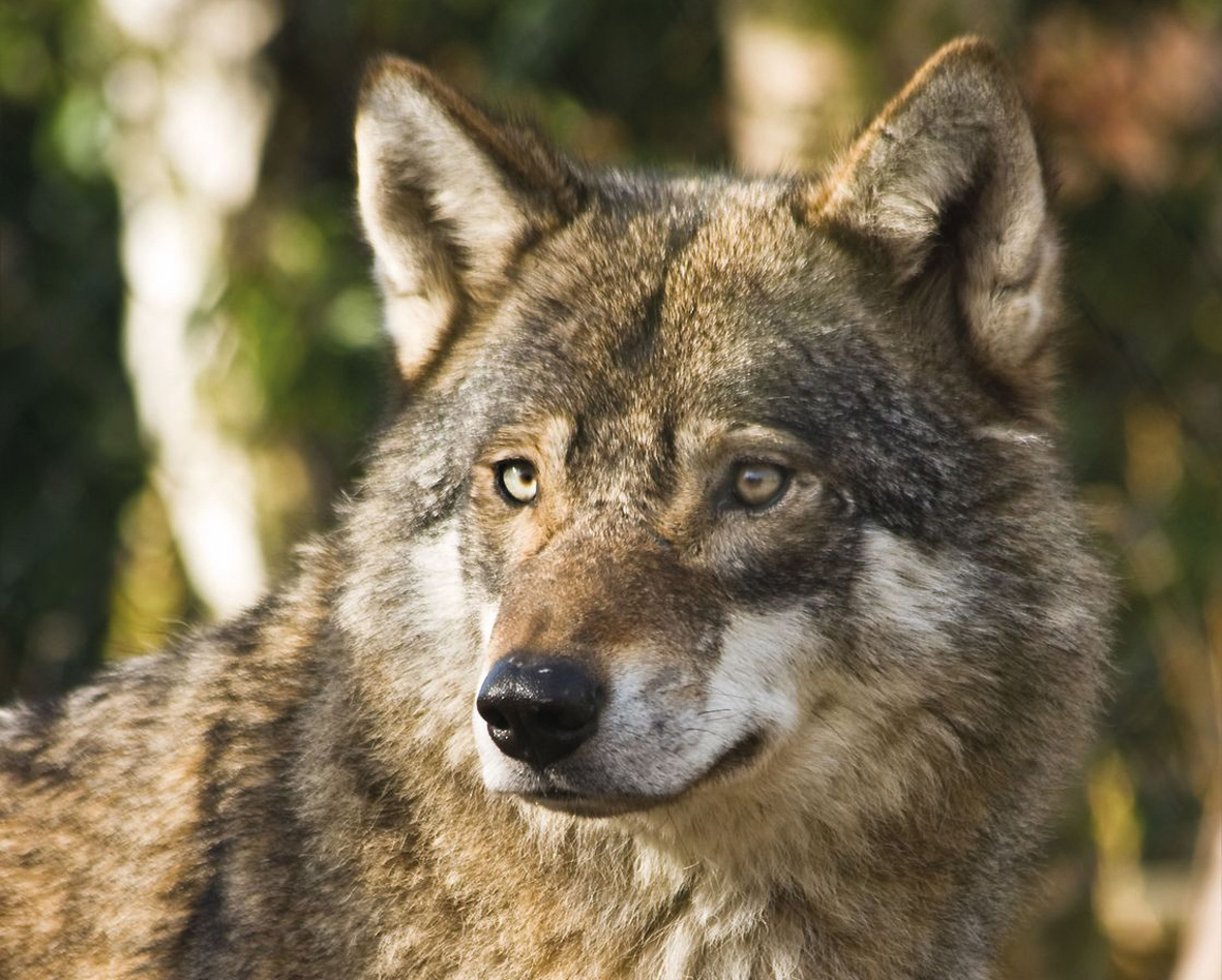 Wildtierstation Bayern und Rumänien