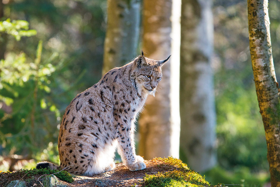 Wildtierstation Bayern und Rumänien