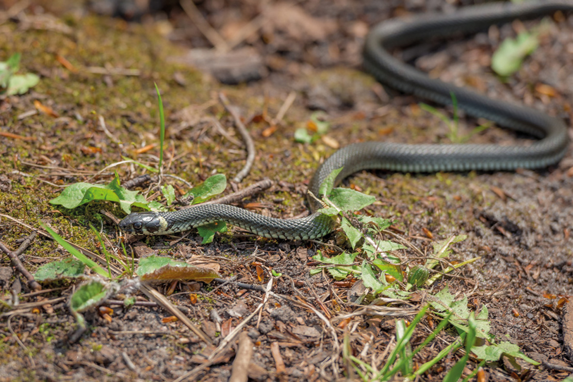 Wildtierstation Bayern und Rumänien