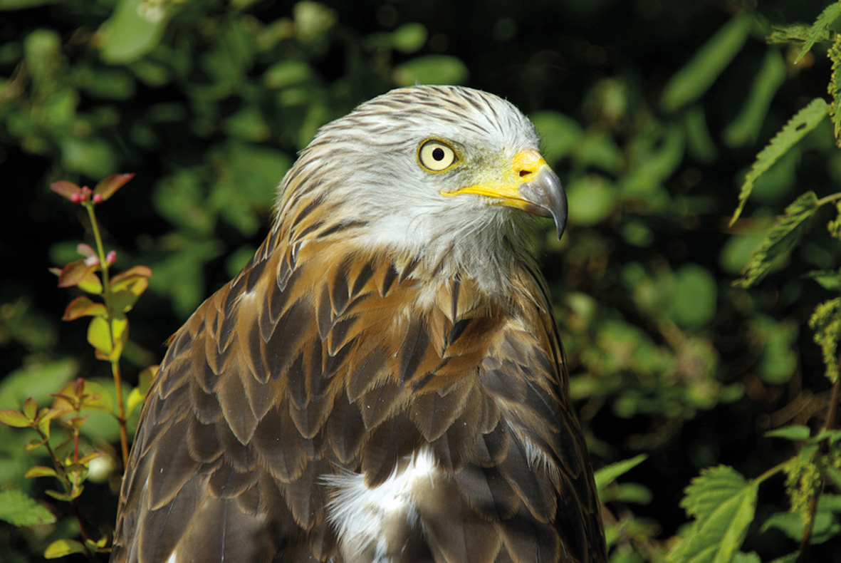 Wildtierstation Bayern und Rumänien