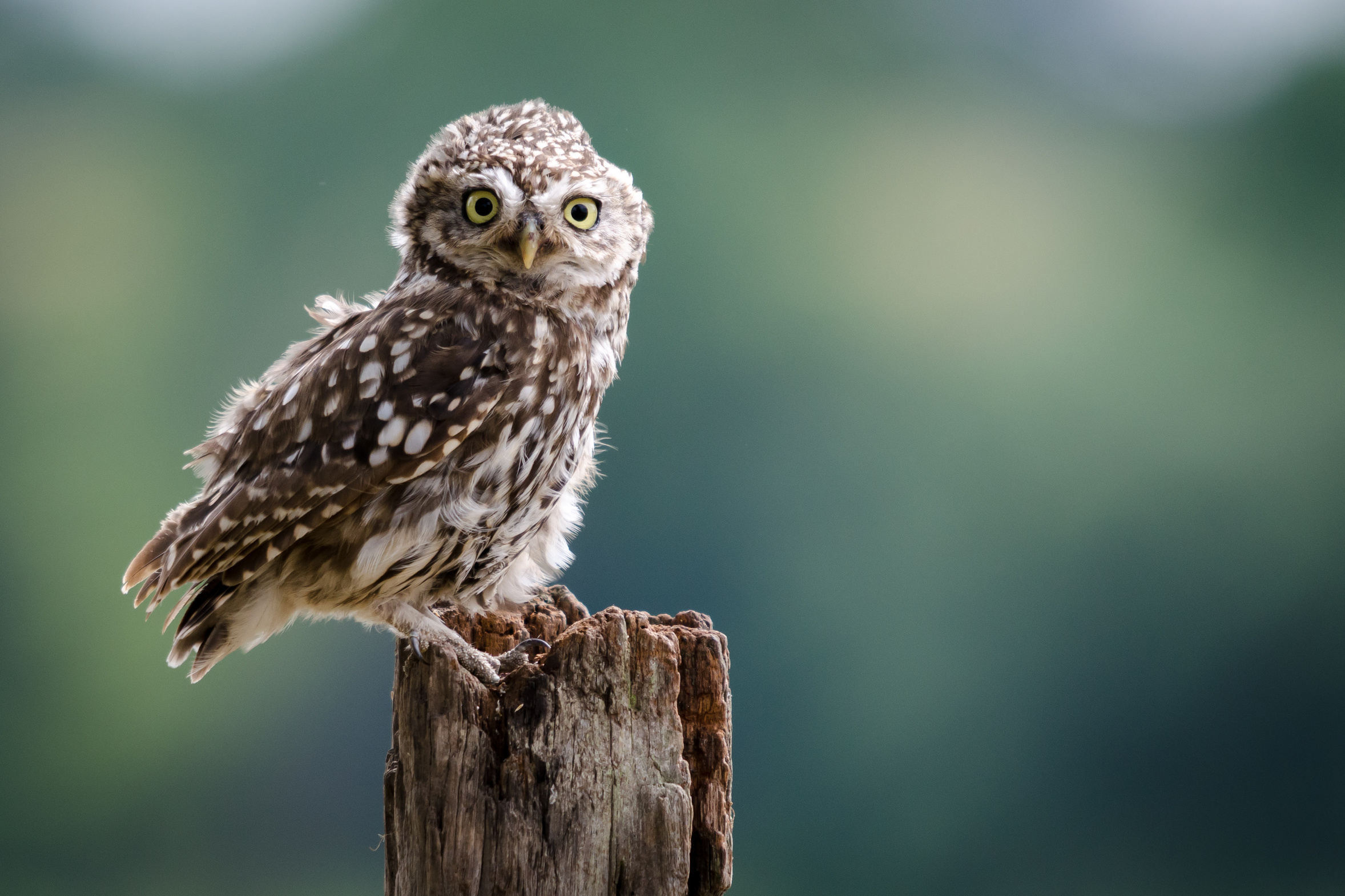 Wildtierstation Bayern