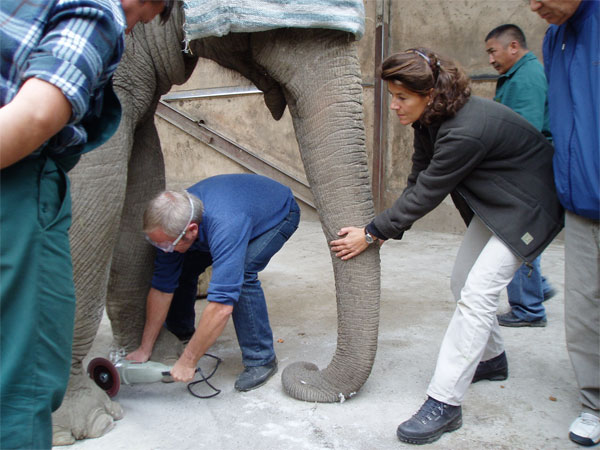 AZWS - Akademie für Zoo- und Wildtierschutz e.V.