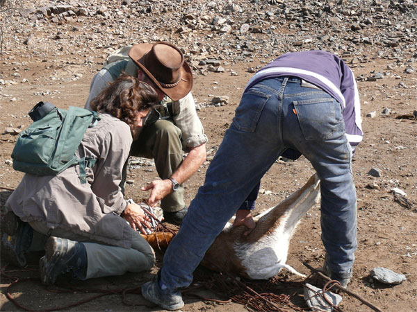 AZWS - Akademie für Zoo- und Wildtierschutz e.V.